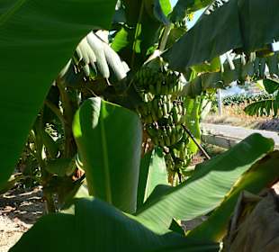 Staude voller Bananen