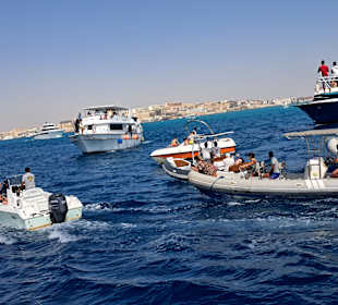 Delfin Tour Hurghada