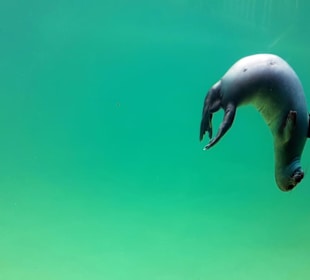 Seehundstation Norddeich in Norden,