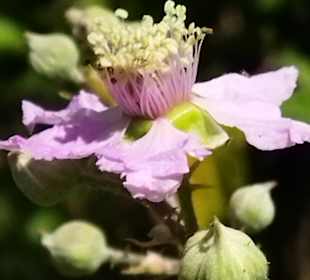 Naturpark S'Albufera