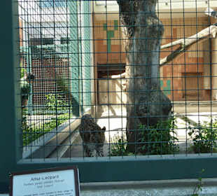 Amur Leopard