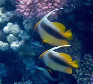 Schnorcheln Makadi Bay