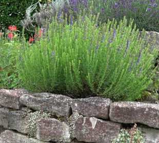 ALB-GOLD Naturgarten