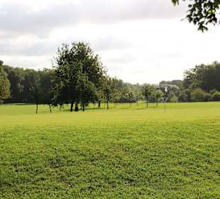Fairways zwischen alten Bäumen