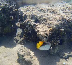 Rybičiek bolo veľa, najviac skoro ráno