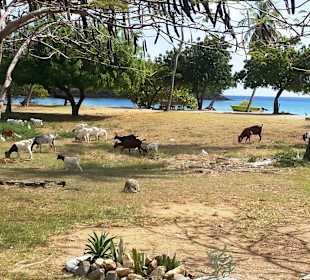 Ziegen auf der Weide