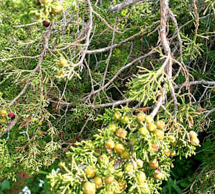 Nationalpark Kap Greco