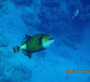 Großer Drückerfisch