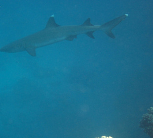 Weisspitzen-Riffhai
