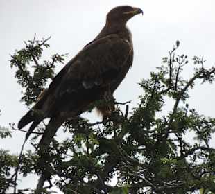 Shimba Hills National Reserve