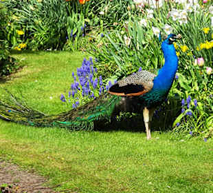 Frühlingsspaziergang durch den Park des Schlosses