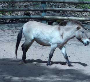 Przewalski - Pferd