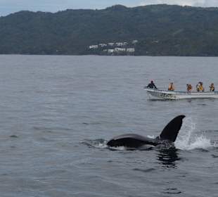 Andy Ausflug Wale