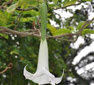 Jardín de Aclimatación de La Orotava