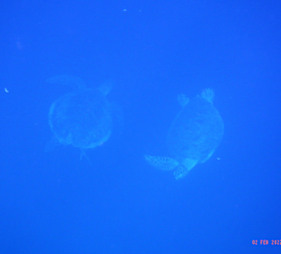 Schnorcheln Marsa Alam
