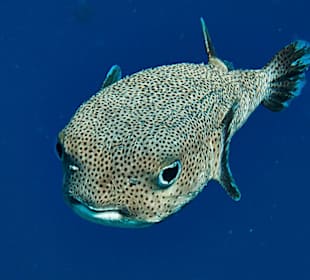 Schnorcheln Hurghada