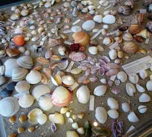 Exponate des Muschelmuseums von Hooksiel