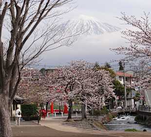 Kirschblüte und Fujiyama