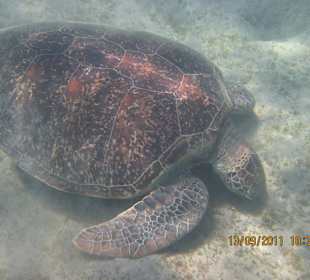 Meeresschildkröte