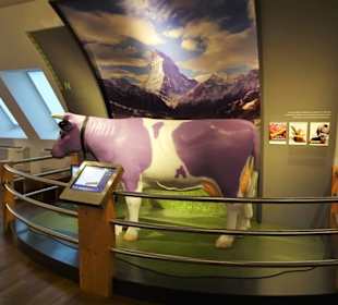 Die lila Kuh als Kultobjekt im Museum