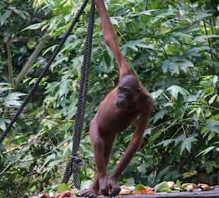 Orang Utan in Aktion