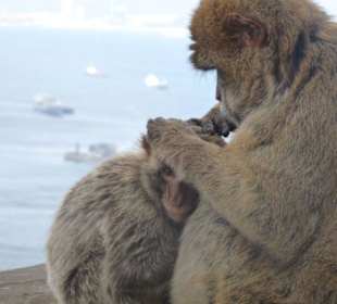 Ausflug Gibraltar