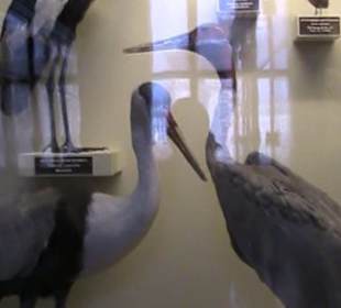 Naturhistorisches Museum