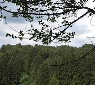 Waldlehrpfad in TieringenWaldlehrpfad in Tieringen