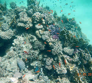 Подводный мир рифа Хилтона