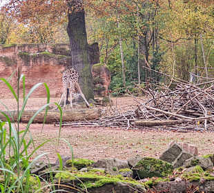 Zoo Hannover 