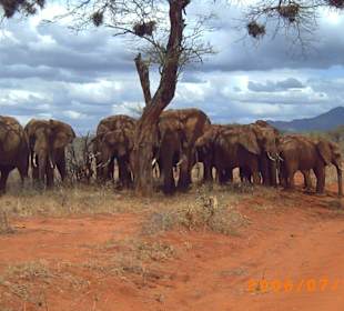 Elefantengruppe mit Babys