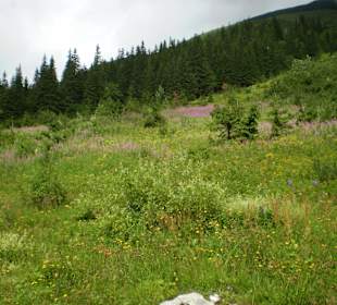 Tatrzański Park Narodowy
