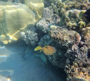 Schnorcheln Hurghada