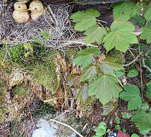 Wandern Bad Kreuzen