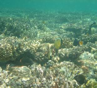 Ausflug zu einem Riff bei den Giftun Inseln