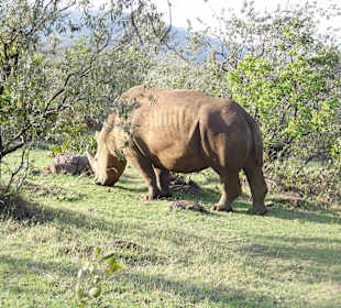 Unser 1. Nashorn nach 12 Jahren