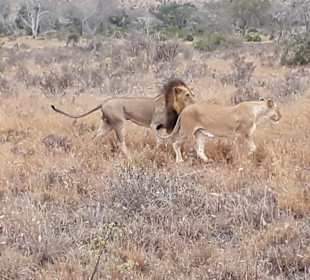 Löwenpärchen, Taita Hills