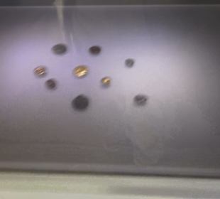 Museum für Vor- und Frühgeschichte