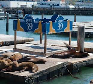 Sea Lions