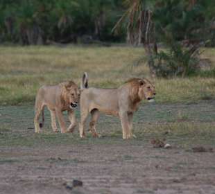Glück gehabt dank Ali