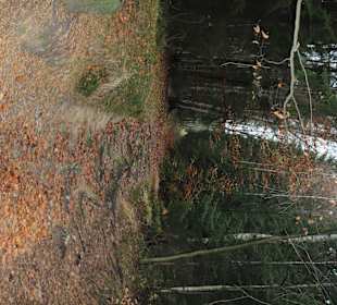 Waldweg Richtung Kirnitzschtal