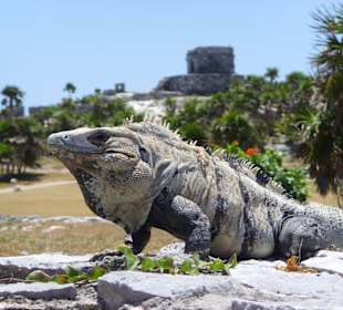 Leguane - Die wahren Herscher Tulums!
