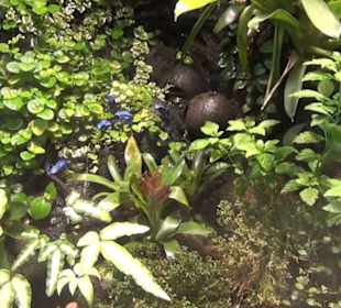 Südamerika Bereich - Südamerikahaus