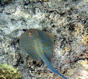 Blaupunktrochen vom Steg