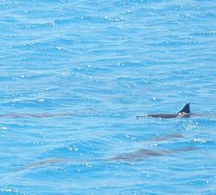 Schnorchelausflug im Meer