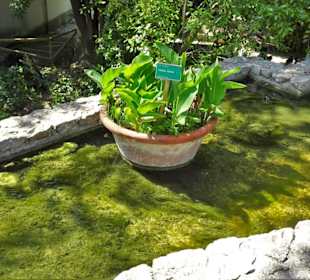 Wassergärten im Botanischen Garten Cagliari