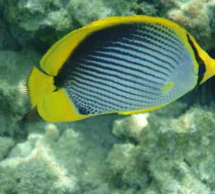 Schönes grelles Gelb