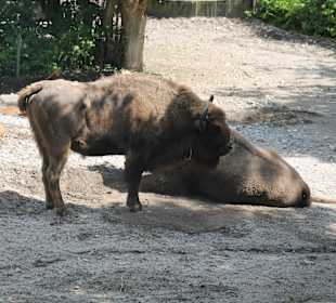 Freilichtmuseum Skansen