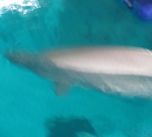 Aquarium / Oceanongrafic