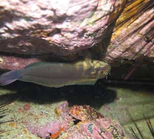 Foto-Tauchen auf Teneriffa mit Martin Majewski